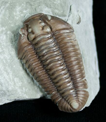 Very D, Prone Flexicalymene Trilobite - #5524